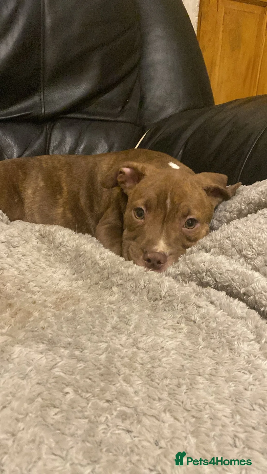 Staffordshire Bull Terrier dogs for sale: Beautiful Staffy pups looking for there new homes - Advert 16