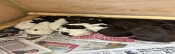 Sprocker dogs for sale: Fantastic litter of F1 Sprocker Spaniel Puppies  - Advert 6