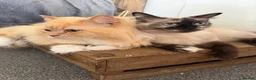 Mixed Breed cats for sale: Kittens for the best homes - Advert 21