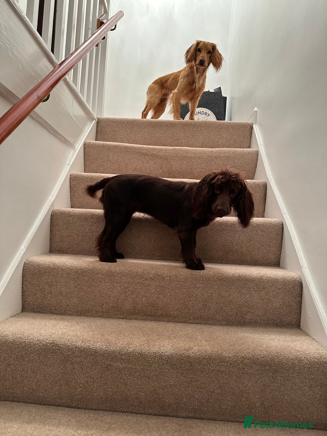 Cocker Spaniel dogs for sale: Stunning working cocker spaniels  - Advert 6