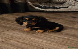 Dachshund dogs for sale: Mini Long Haired Dachshund Pups - Image 2