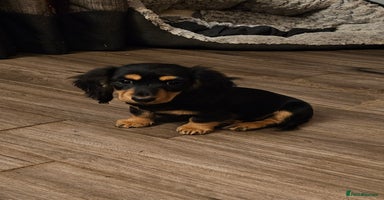 Dachshund dogs - Advert 1