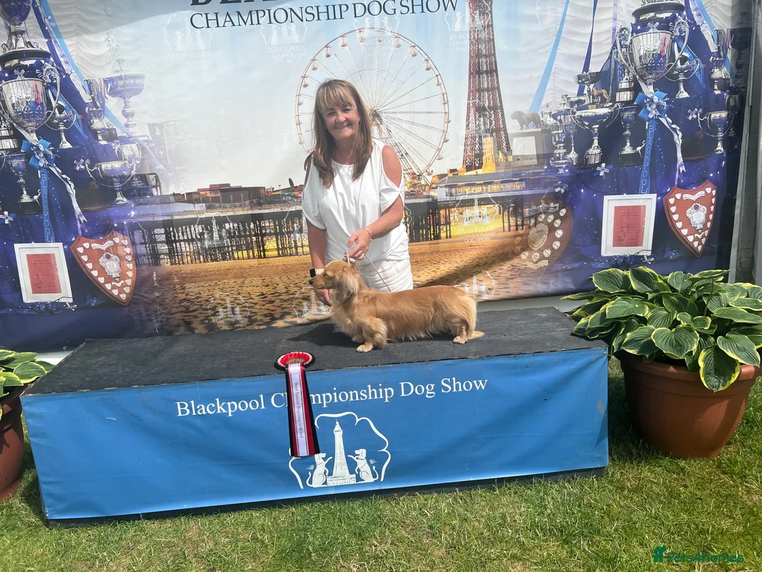 Miniature Dachshund dogs for stud: Excellent example of the breed for stud - Advert 2