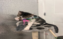 Mixed Breed cats for sale: Last half bengal baby boy 💕 - Image 5