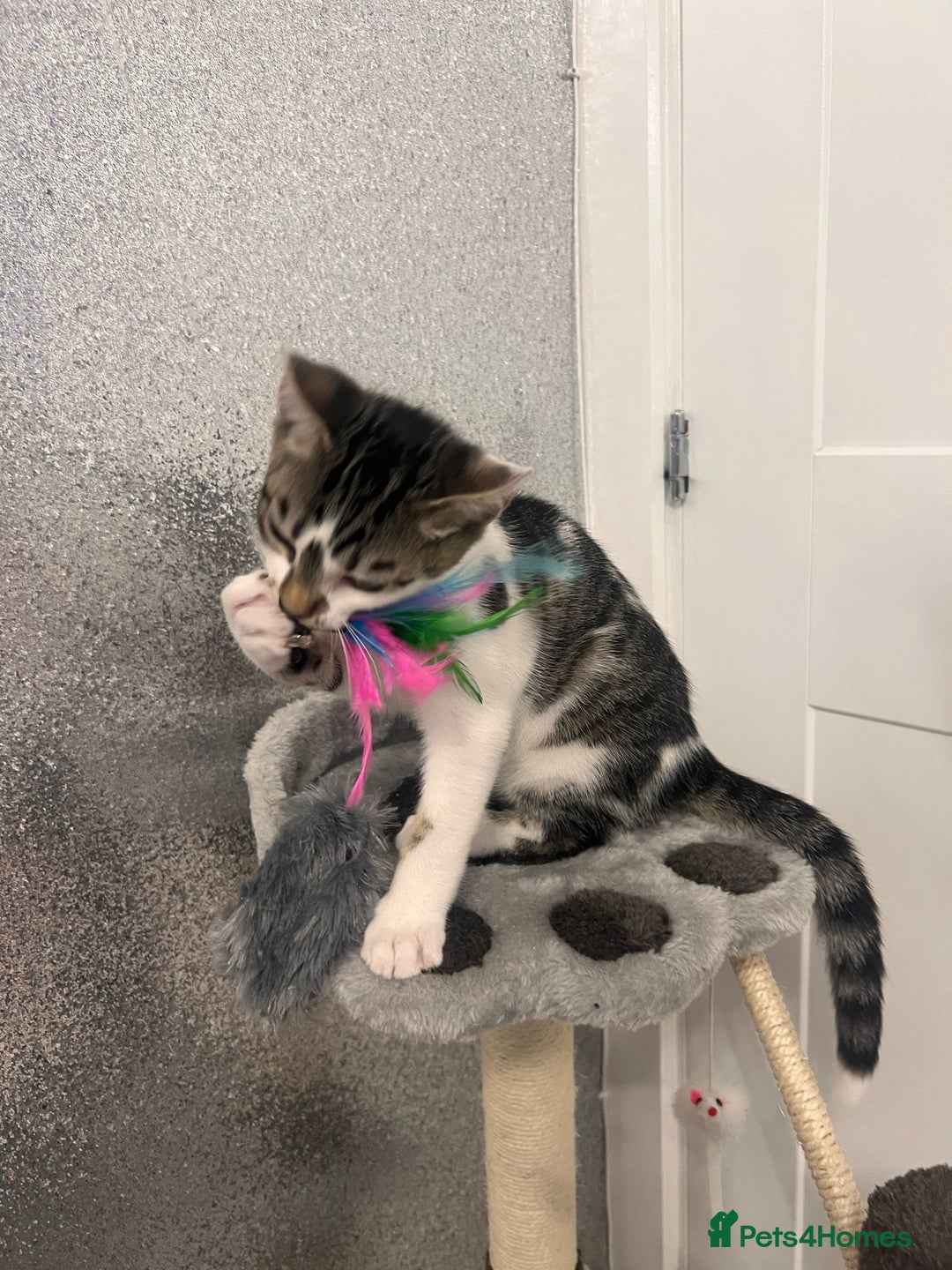 Mixed Breed cats for sale: Last half bengal baby boy 💕 - Image 5