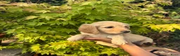 Goldendoodle dogs for sale: Beautiful Goldendoodle Puppies ready next week - Advert 20