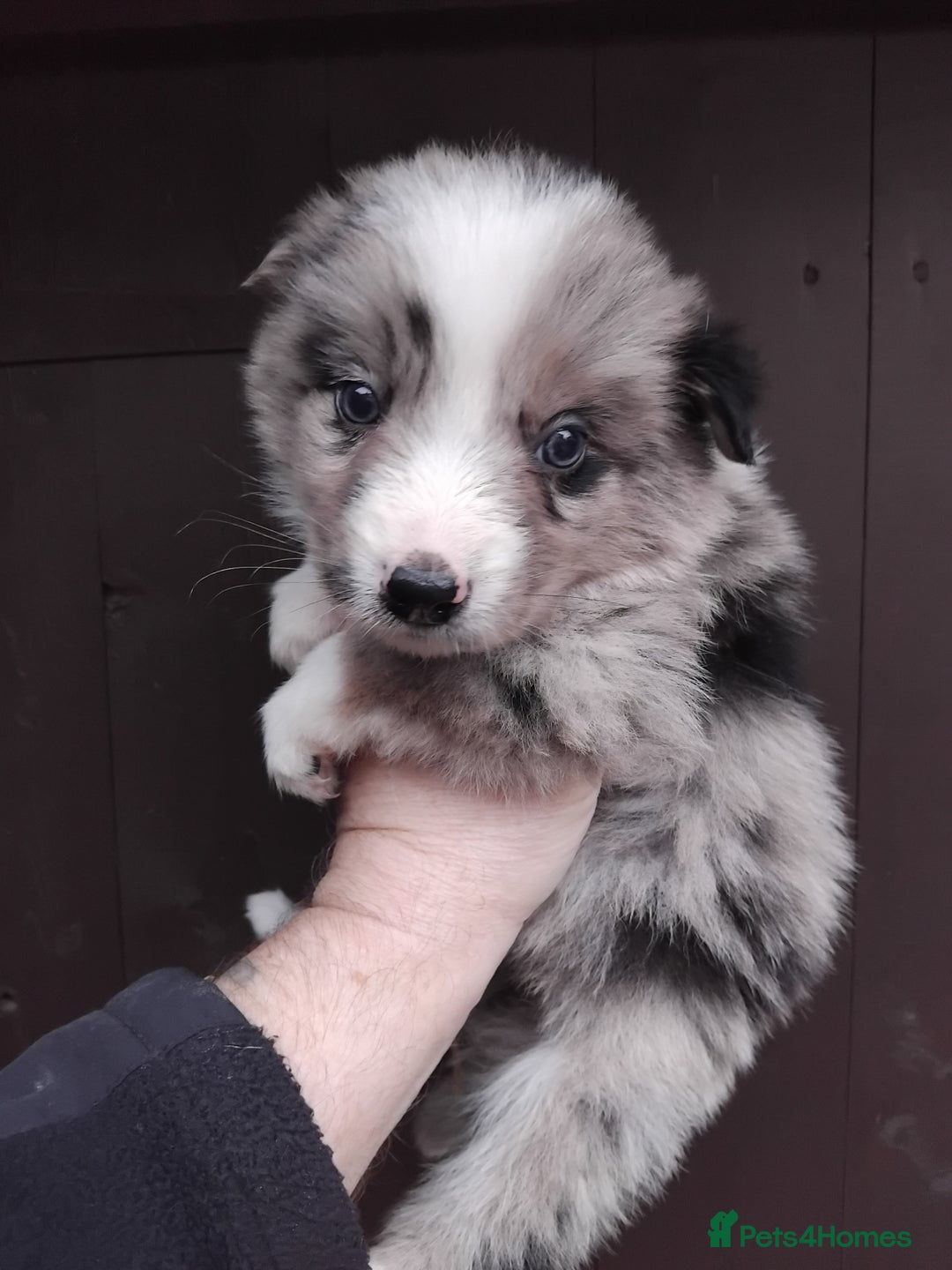 Border Collie dogs for sale: Border Collie pups - Advert 2