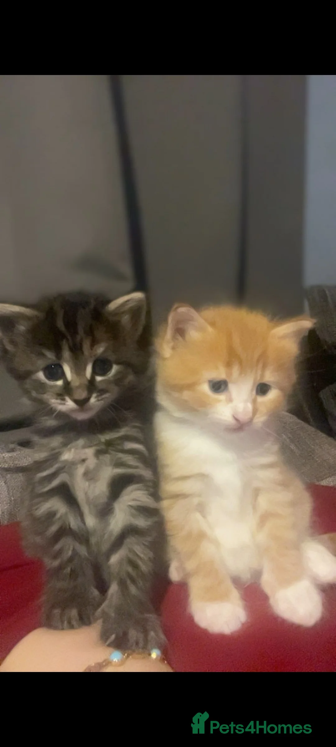 Mixed Breed cats for sale: Ginger kitten - Advert 12