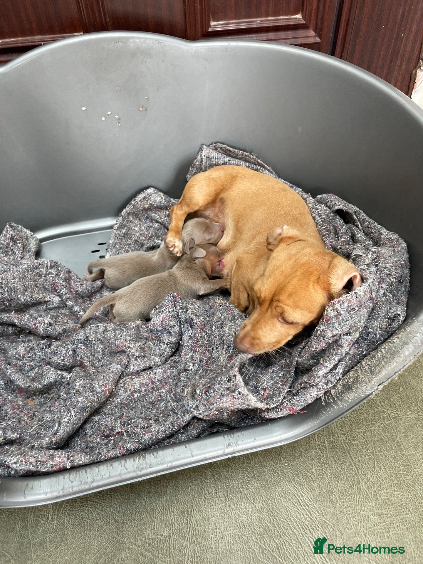 Dachshund dogs Dachshund puppies Isabella and Tan - Advert 1