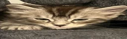 Maine Coon cats for sale: Our Maine coon kittens in Weston-super-Mare - Advert 12