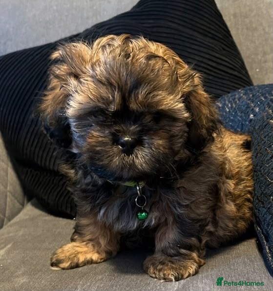 Shih Tzu dogs Shih Tzu puppies ready now 1 f and 2 males left - Advert 3