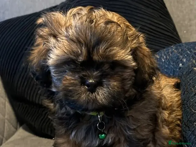 Shih Tzu dogs for sale: Shih Tzu puppies ready now 2 males left - Advert 7