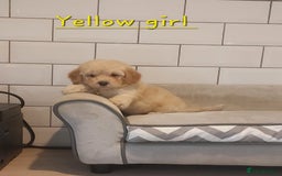 Poochon dogs for sale: Poochon puppies 🥰 - Image 7