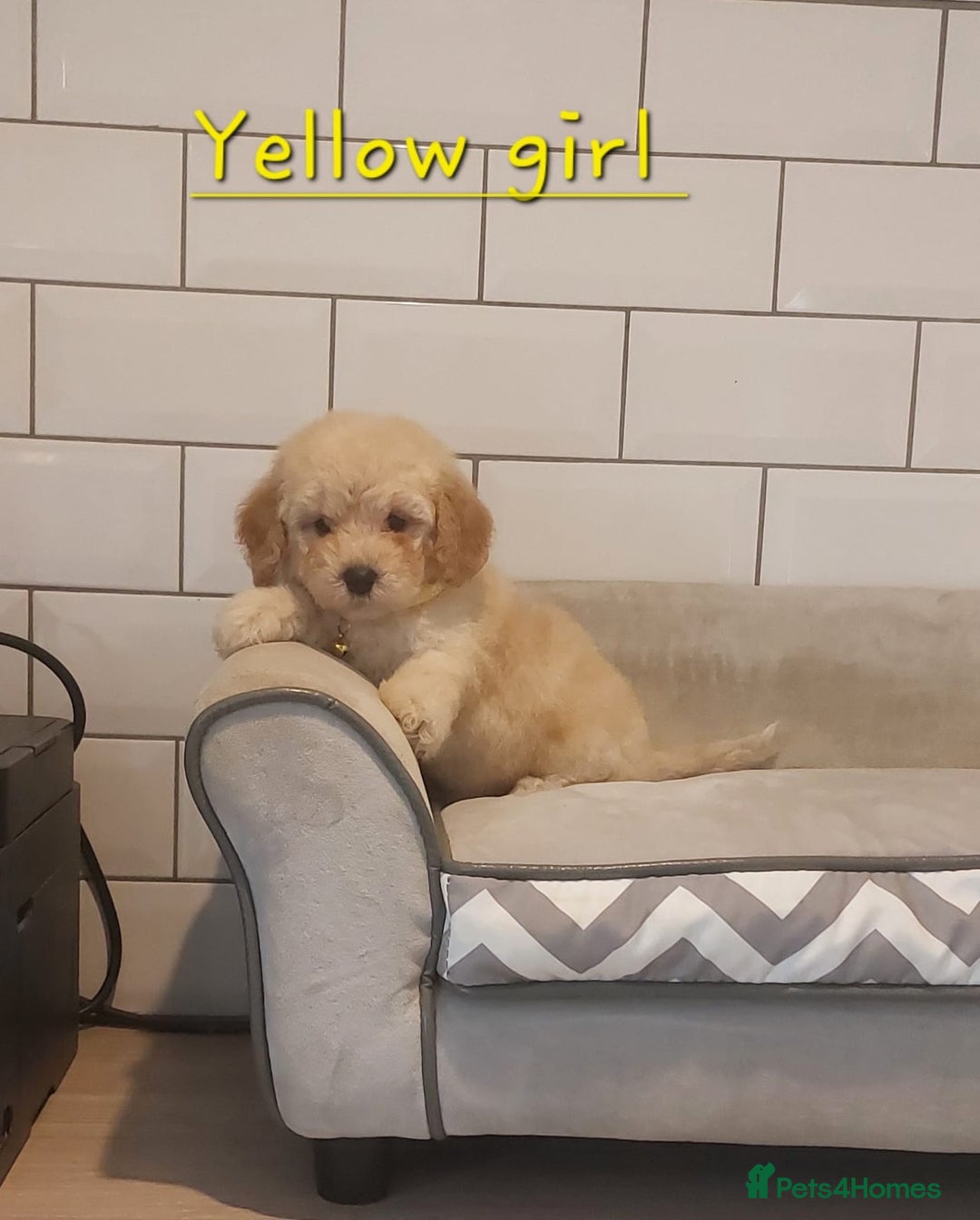 Poochon dogs for sale: Poochon puppies 🥰 - Image 7