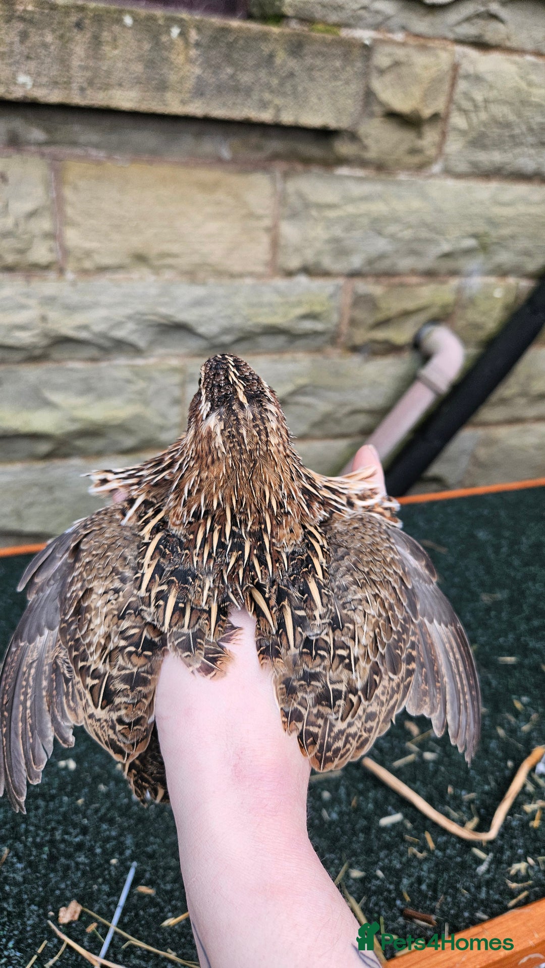 Quail poultry for sale: Japanese Quail – Young Birds Available - Advert 13