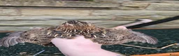 Quail poultry for sale: Coturnix Quail – Chicks, POL Birds & hatching eggs - Advert 28