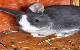 Mini Lop rabbits for sale: Mini lop - Image 4