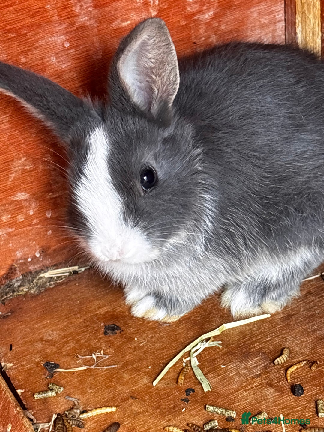 Mini Lop rabbits for sale: Mini lop - Image 4
