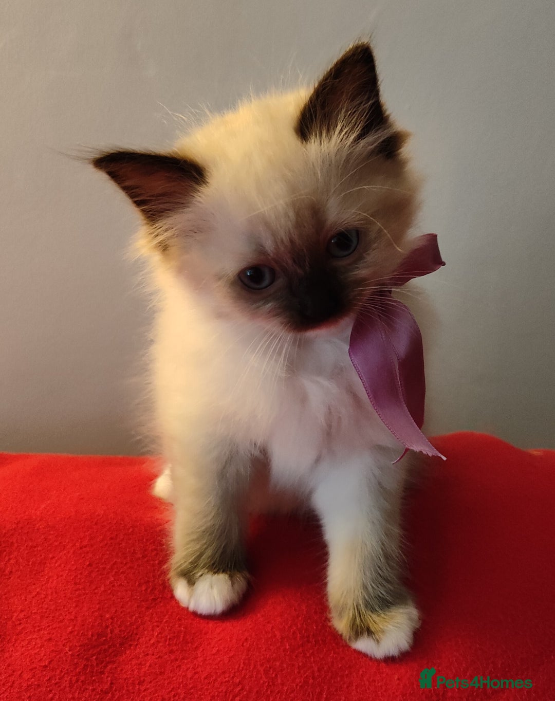 Ragdoll cats for sale: 4 beautiful ragdoll kittens for sale - Oxford - Image 2