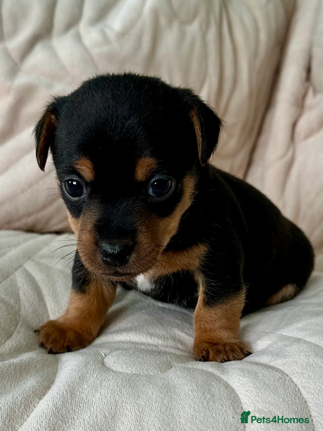 Jack Russell dogs for sale: Responsibly bred and reared Jack Russell puppies - Advert 2