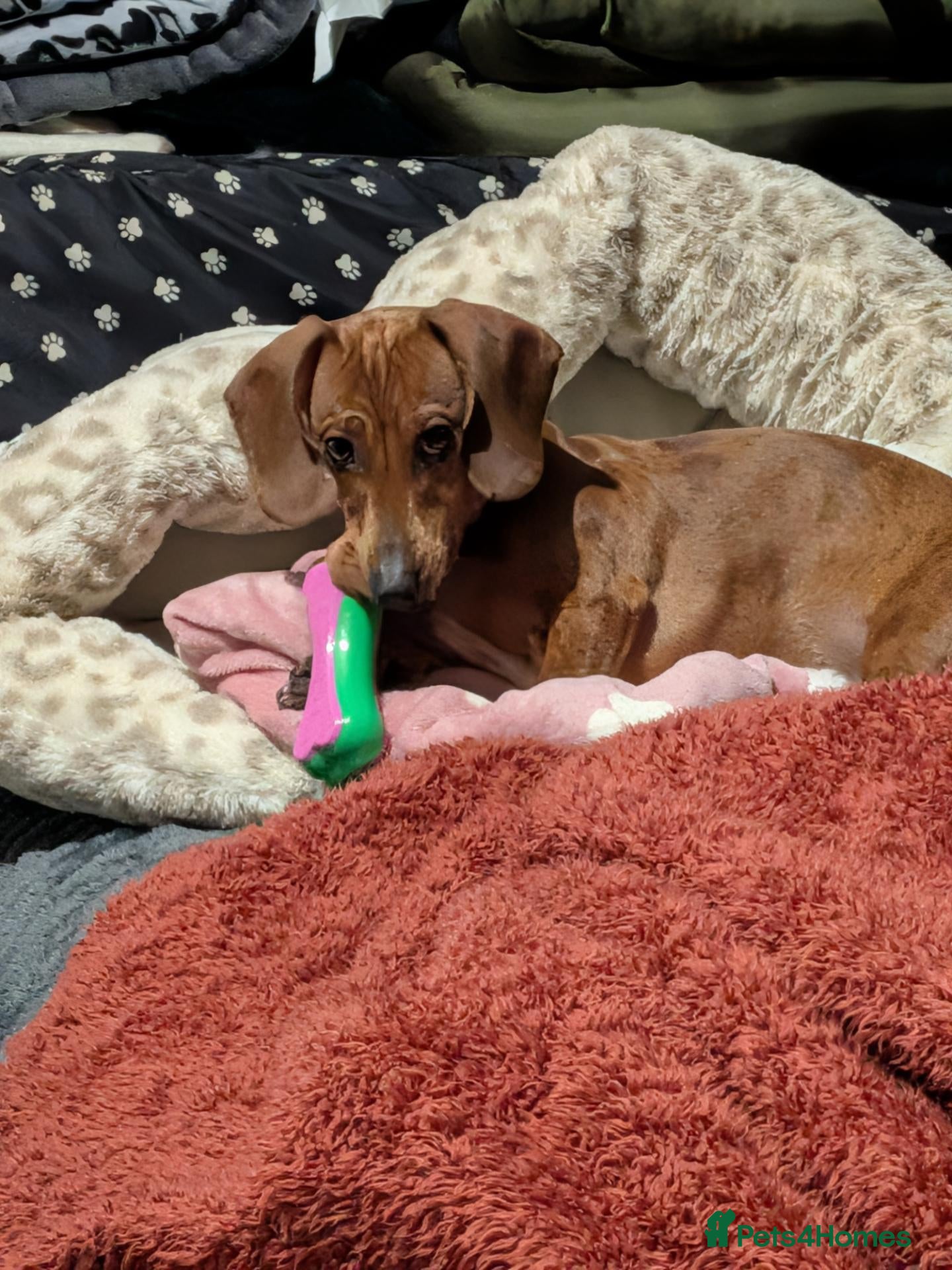 Miniature Dachshund dogs 9 months old  - Advert 3