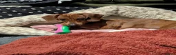 Miniature Dachshund dogs for sale: 9 months old  in Irvine - Advert 1