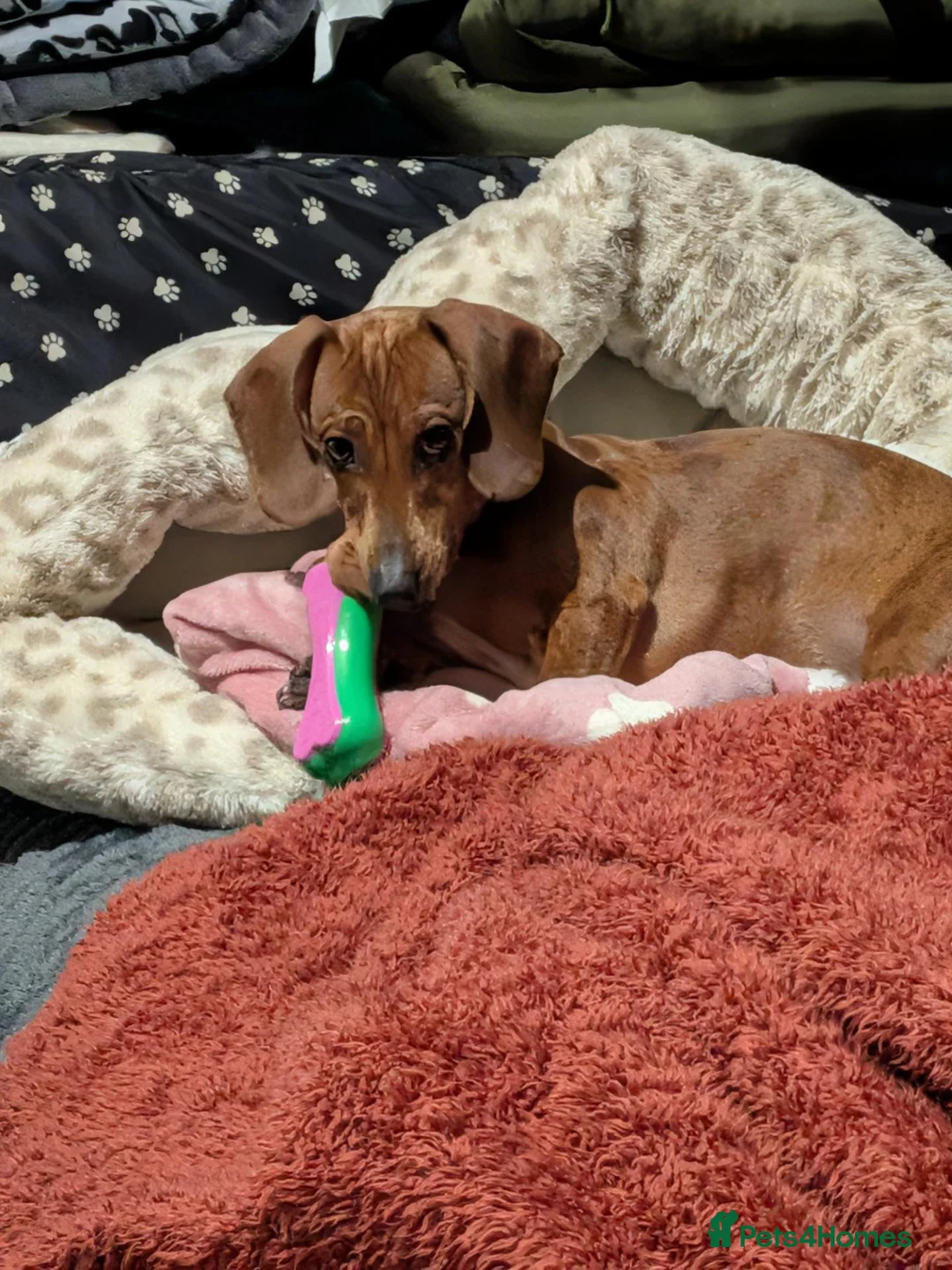 Miniature Dachshund dogs for sale: 9 months old  in Irvine - Advert 1