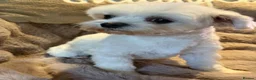 Maltese dogs for sale: Maltese Boy - Advert 5