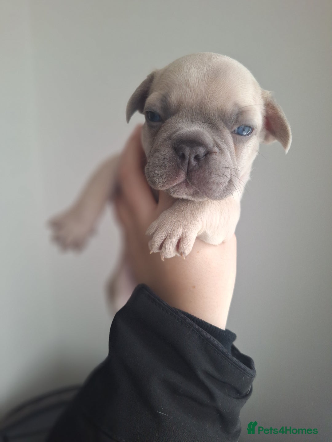 French Bulldog dogs for sale: French bulldog babies  - Advert 24