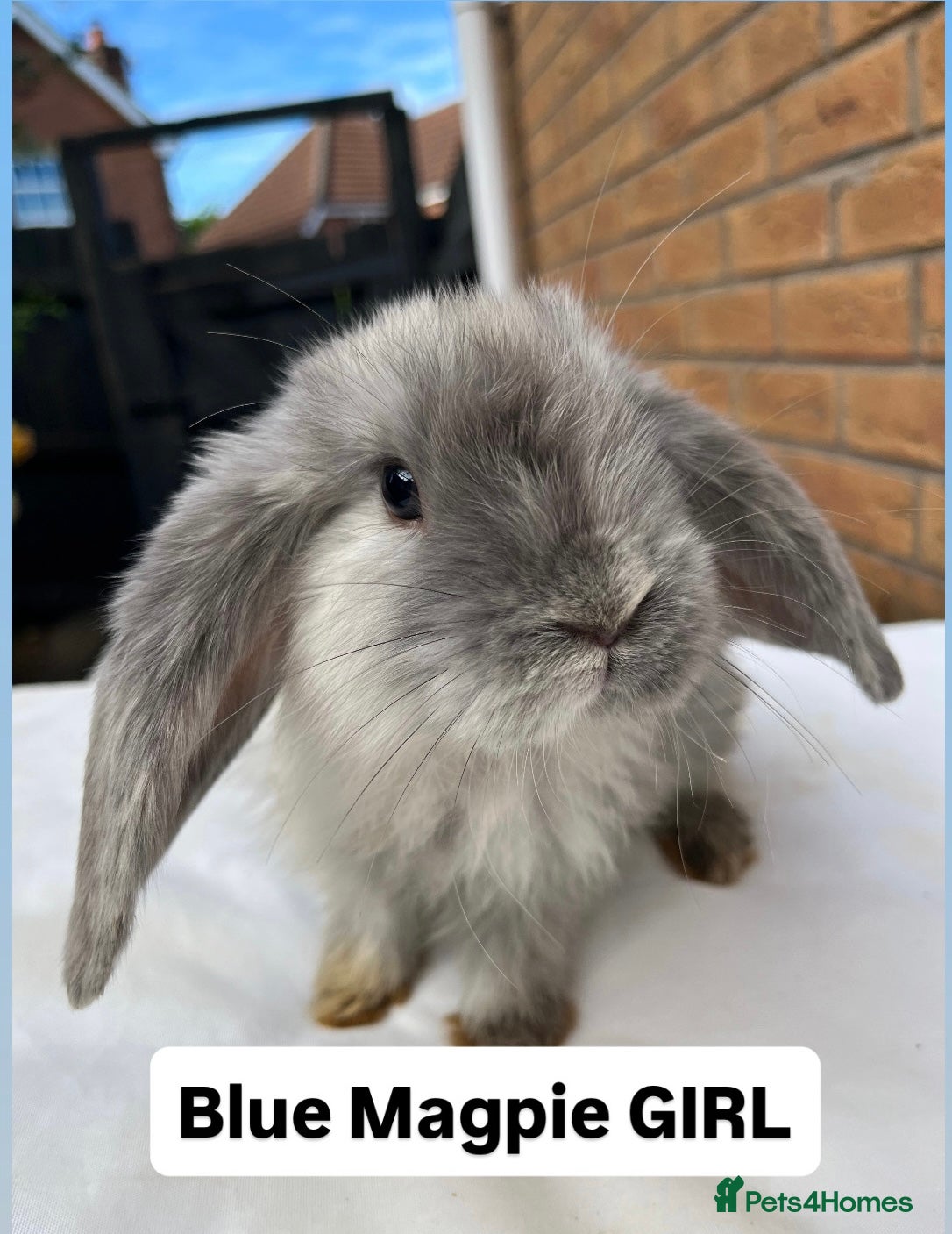 French Lop rabbits for sale: 🐰 Full breed French Lops Ready to Leave 🐰 - Advert 4