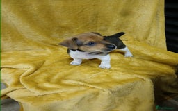 Jack Russell dogs for sale: Jack Russell puppies  - Image 5