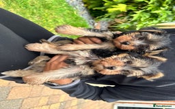 Yorkshire Terrier dogs for sale: Adorable Yorkshire Terrier Male Puppy 🐾 11 w.o. - Image 4