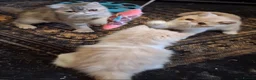 Persian cats for sale: Persian/exotic kittens - Advert 4