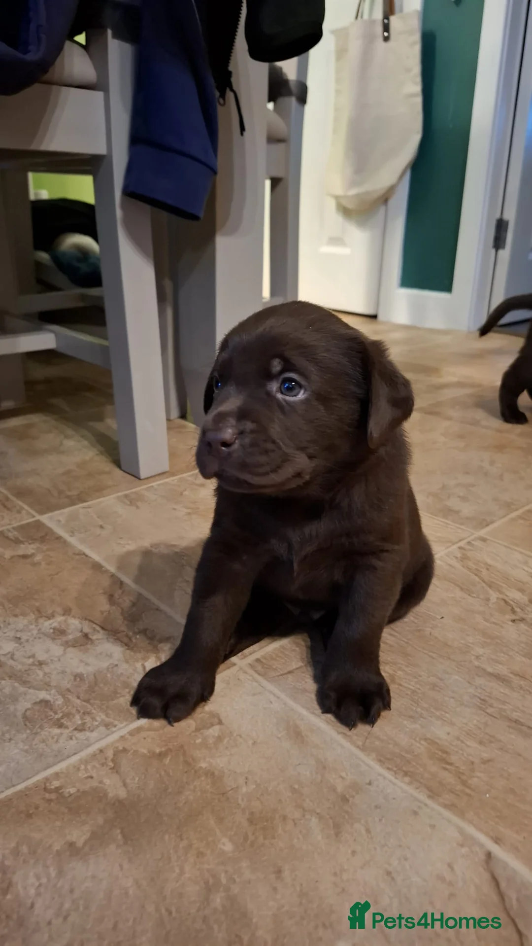 Labrador Retriever dogs for sale: Chocolate Labrador Retriever Puppies-Family Raised - Advert 35