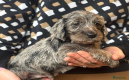 Mixed Breed dogs for sale: Doxiepoos  - Image 14