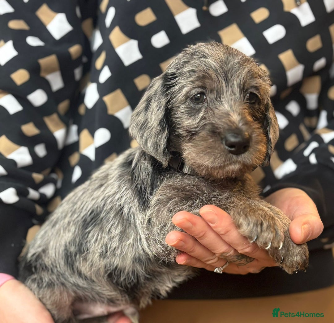 Mixed Breed dogs for sale: Doxiepoos  - Image 14