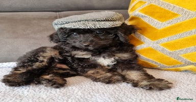 Cockapoo dogs - Advert 4