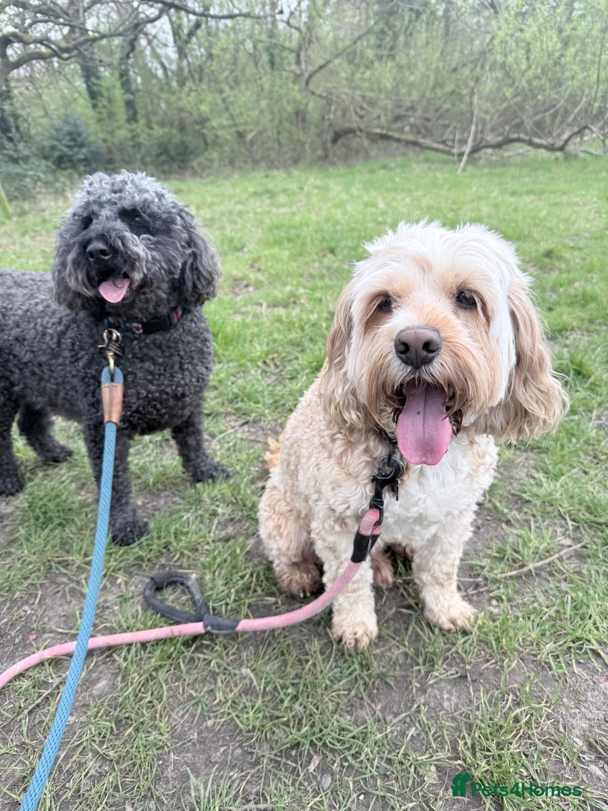 Mixed Breed dogs 2 x Cockapoos Need Re Homing  - Advert 1
