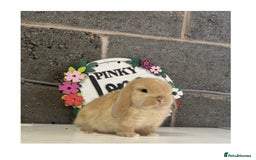 Mini Lop rabbits for sale: Beautiful mini lop bunnies for sale - Image 8