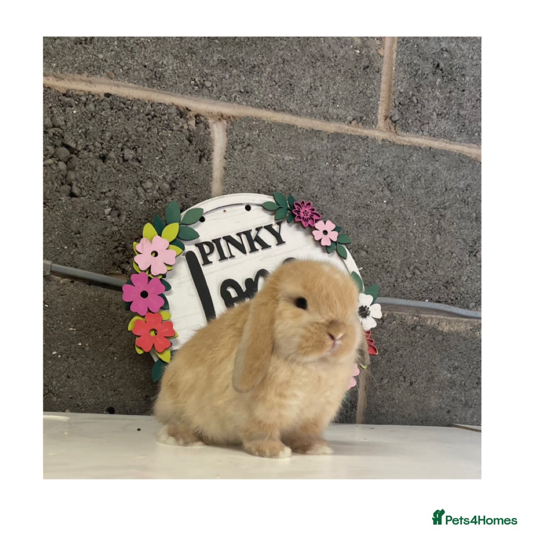 Mini Lop rabbits for sale: Beautiful mini lop bunnies for sale - Image 8