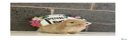 Mini Lop rabbits for sale: Beautiful mini lop bunnies for sale - Advert 7