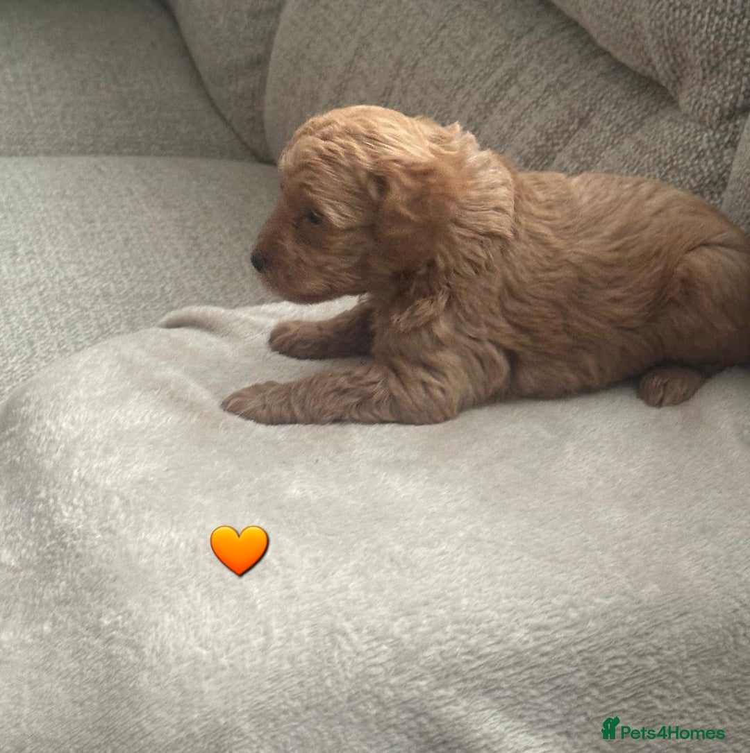 Schnoodle dogs for sale: 5 Adorable Schnoodle Puppies ❤️🩷💚💙🧡 - Image 21