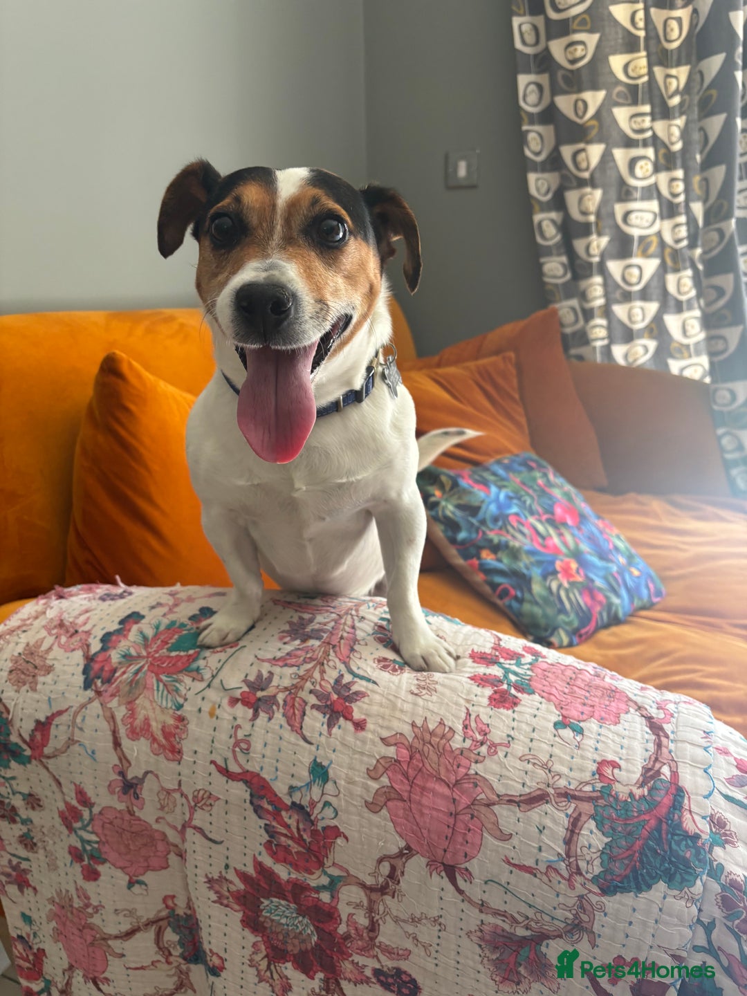 Jack Russell dogs for sale: Jack Russell 6 years old  - Image 4