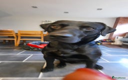 Labrador Retriever dogs for stud: Health tested Labrador retriever proven stud in Kirkliston - Image 4