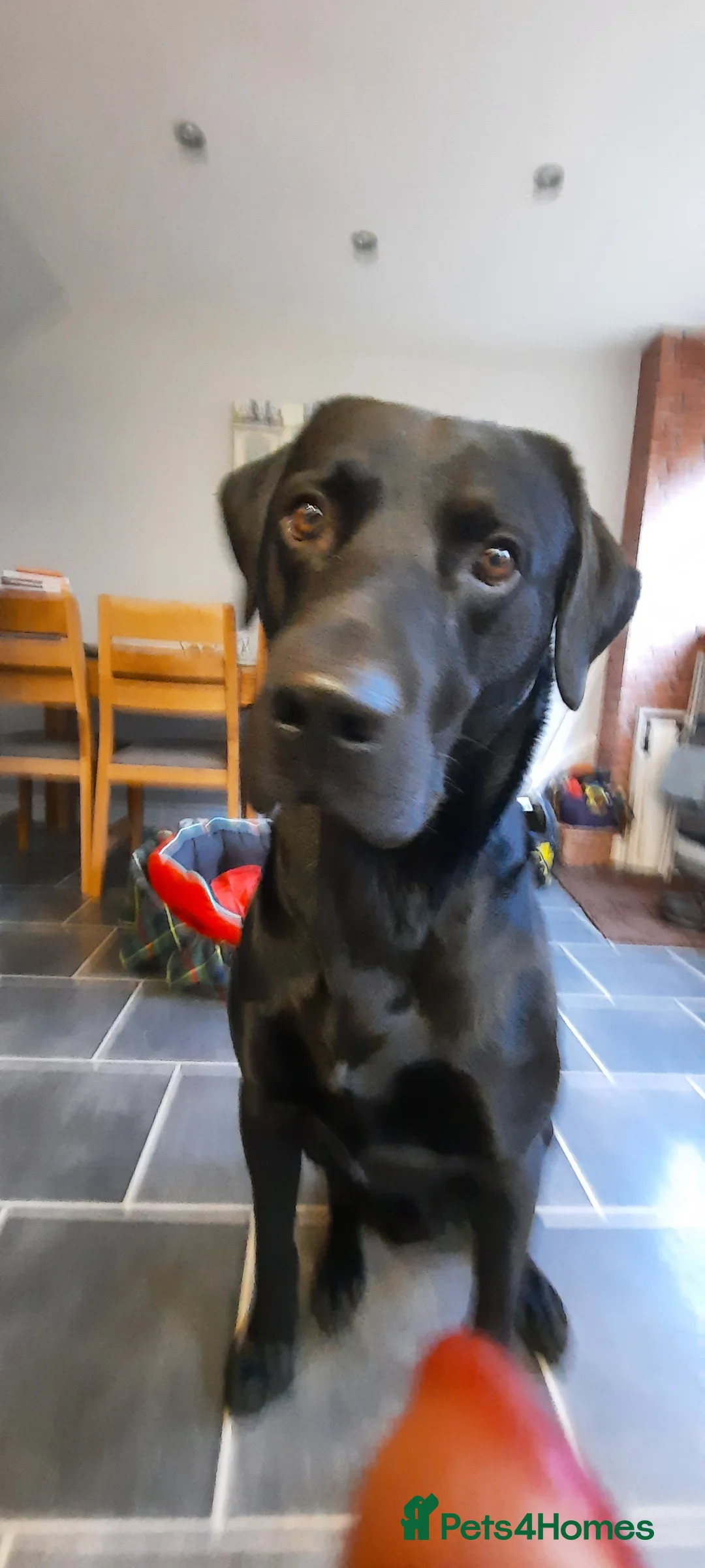 Labrador Retriever dogs for stud: Health tested Labrador retriever proven stud in Kirkliston - Advert 4