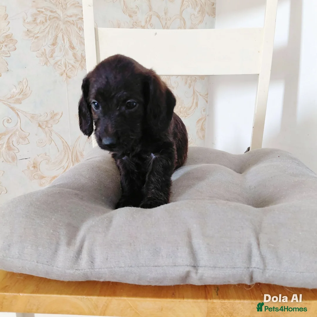 Doxiepoo dogs for sale: Daxiepoo puppies  - Advert 2