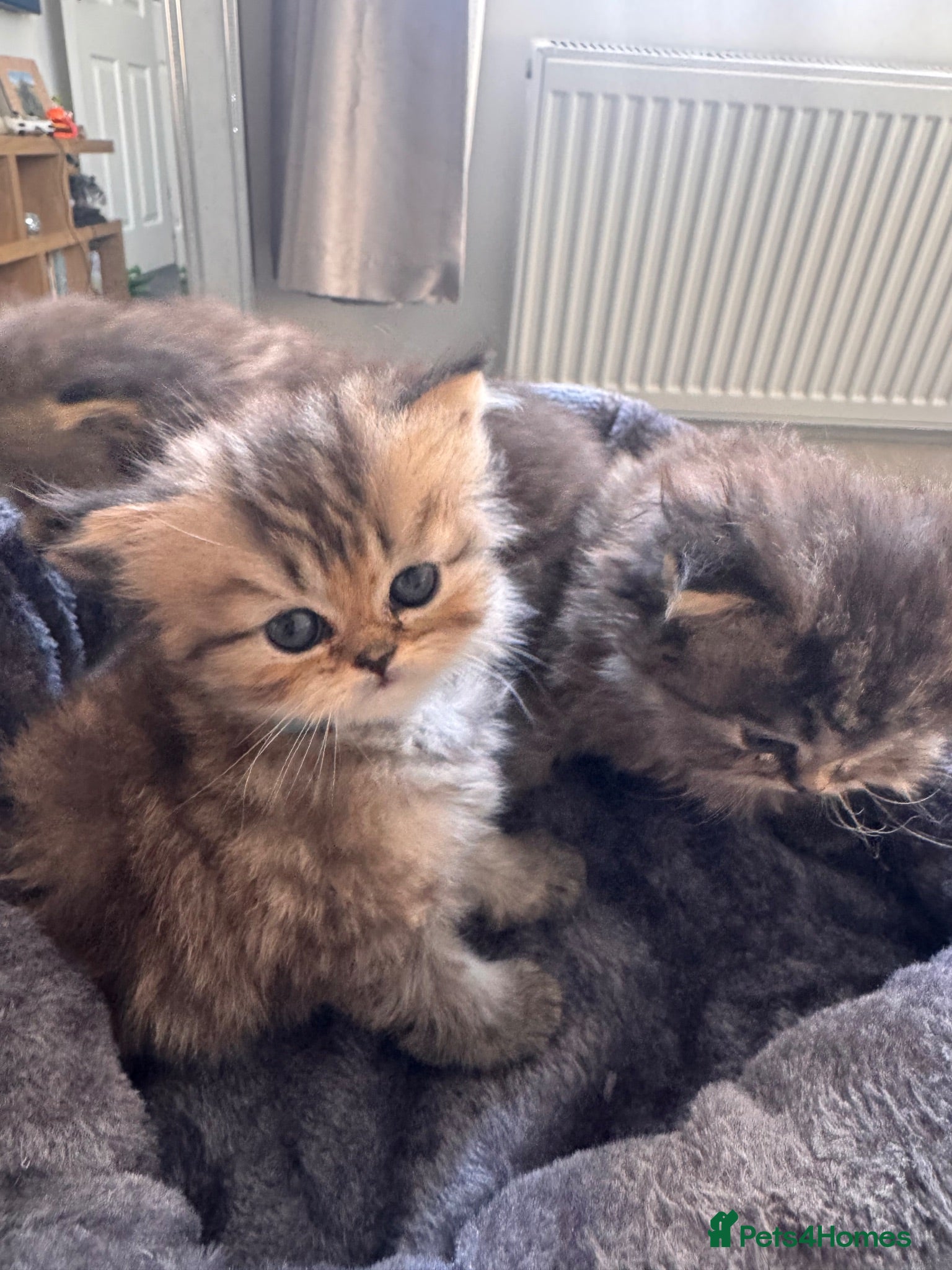 Persian cats Doll face Persian kittens - Advert 4
