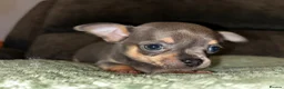 Chihuahua dogs for sale: Beautiful blue tri chihuahua puppies  in Brighton - Advert 11