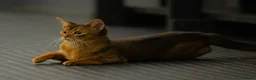 Abyssinian cats for sale: Fabulous Figgy - Advert 6