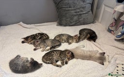 Savannah cats for sale: Savannah x kittens  - Image 1